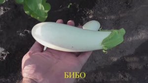 Как вырастить рассаду баклажанов