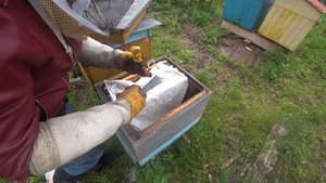 Подсадка матки в улей без матки и расплода. Часть 2. Выпускаем матку.