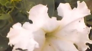 Петуния бахромчатая Афродита, 27 мая