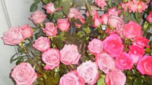 Самые красивые цветы в мире...