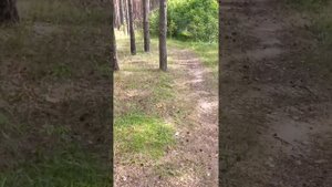 LINHAI 500 PROMAX в горку