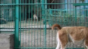 Гуанако охотиться на зебру