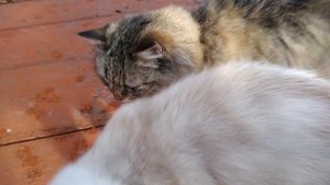 Кошечки кружиться вокруг, ласкаются в деревне