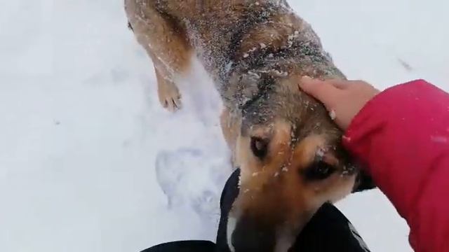 Symiko.ru | Собака Зайка ищет дом. Отдаем бесплатно. Собака в дар в добрые руки.