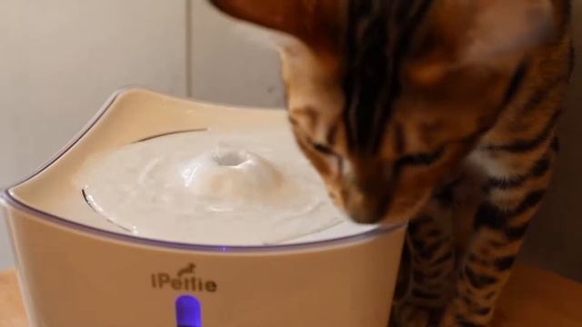 iPettie Kamino LED Light Pet Water Fountain смотреть онлайн