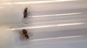 МУРАВЬИНАЯ ФЕРМА - LASIUS NIGER старт колонии