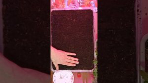 Томат -Полярный скороспелый 20