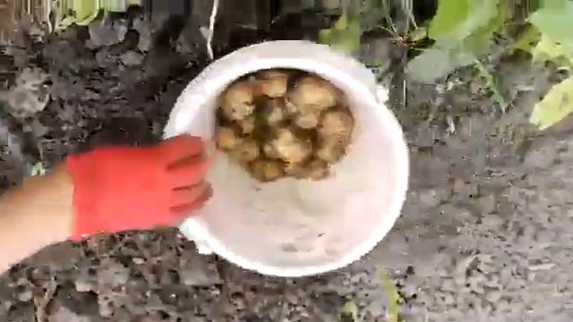 гала готова к употреблению #картошка #дача #огород #урожай смотреть онлайн