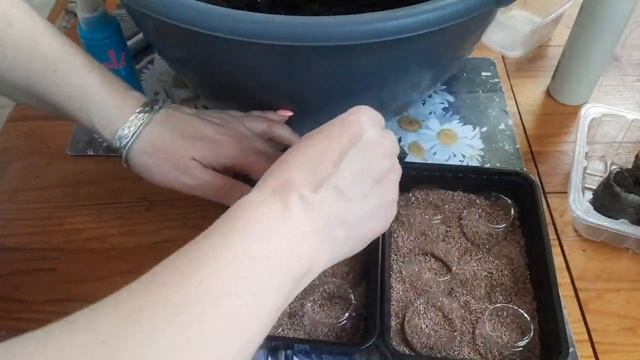 Лобелия, посев семян, без пикировки, быстро и просто.