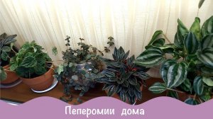 Пеперомии в комнатных условиях. Обзор.