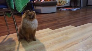 Шпиц! Краля выполняет команды голос.