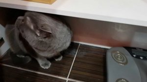 Переезд на новую квартиру- стресс для кота!