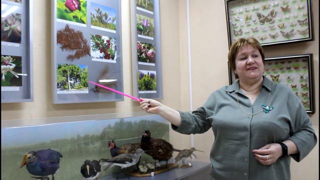 Экспресс-экскурсия для детей о самых красивых насекомых природы - бабочках