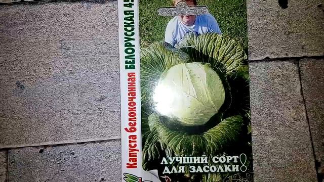 Капуста белокочанная Белорусская 455 - ознакомление смотреть онлайн