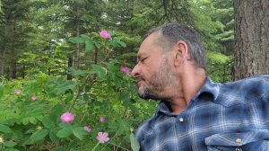 Alberta Wild Rose (Rosa acicularis) Breath deep.