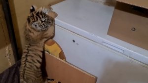 Смешные тигрята / funny tigers