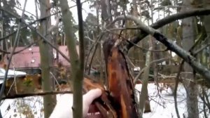 Чёрный рак на яблони, после не грамотной обрезки.