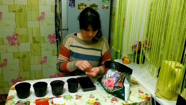 #4 Львиный зев. Георгины из семян #посадка #семенацветов #сеемвместе #геогрины смотреть онлайн