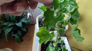 Уход за пеларгонией Эмма, тюльпанчики на балконе