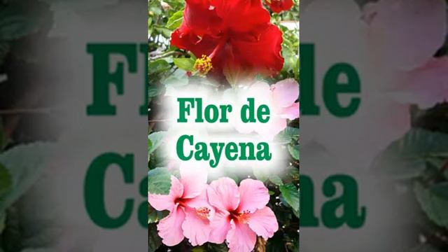 flor de cayena