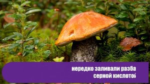 Сколько хранится суп солянка, щи, борщ, молочный, бульоны без холодильника
