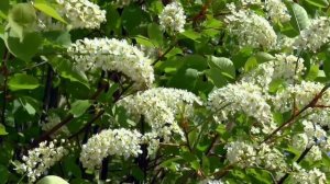 С.Есенин-Черемуха душистая.