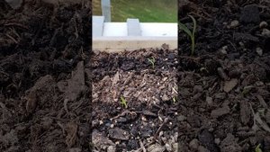 Как вырастить болгарский перец в квартире, на балконе!)