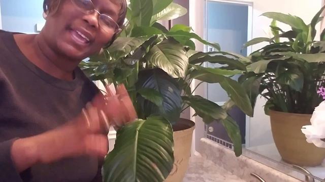 After using Miracle Gro look what Happened to..... смотреть онлайн