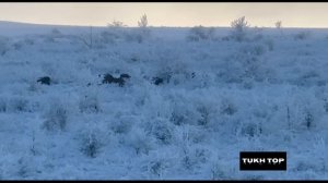Охота на волка Ингушетия Сунжа Волки напали...