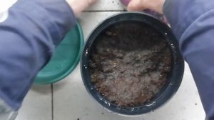 Посадим Гиацинт к 8 марта на выгонку