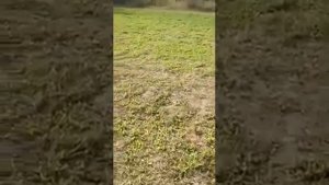 Выбор травы для Белого Амура