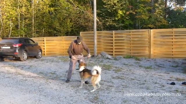 Дрессировка восточно-сибирской лайки Кучума. Команды управления смотреть онлайн