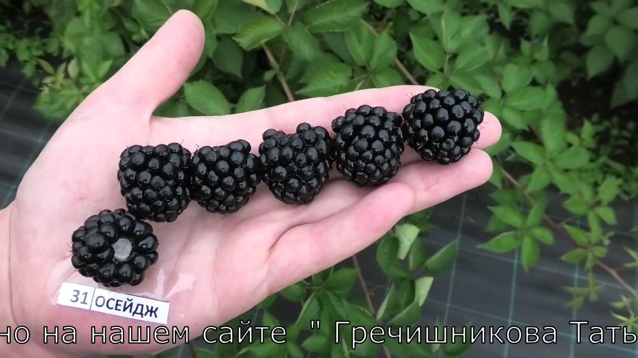 ОСЕЙДЖ и ТРИПЛ КРАУН сорта ежевики смотреть онлайн