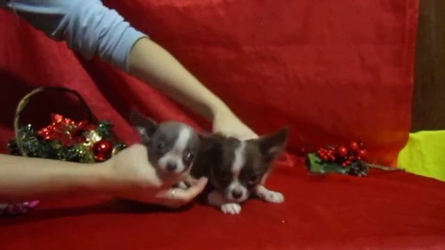 ЧИХУАХУА микро девочки бело-голубого и шоколадно-белого окрасов смотреть онлайн