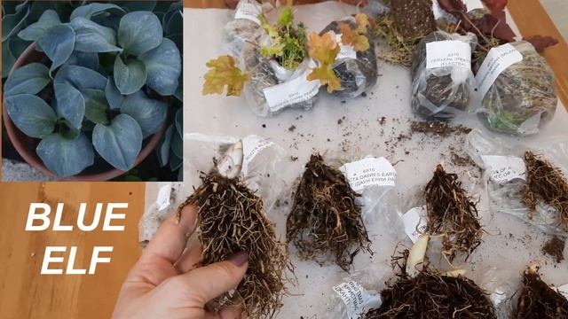 РАСПАКОВКА - ПОСЫЛКА С ХОСТАМИ, ГЕЙХЕРАМИ И АСТИЛЬБАМИ!!! смотреть онлайн