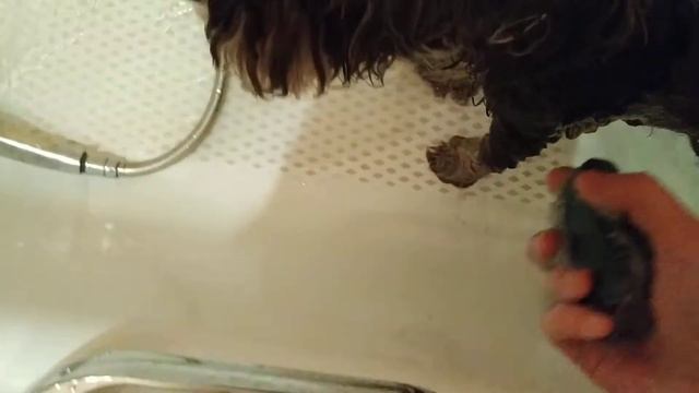 Тестируем мыло Цитодерм для собак и кошек смотреть онлайн