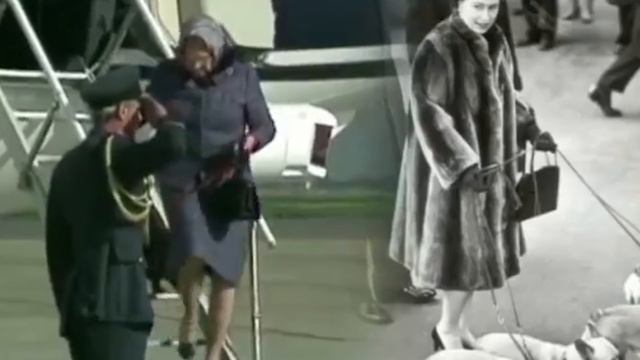 Animals in danger of going extinct: Sumatran rhino Galapagos giant tortoise and more - Compilation