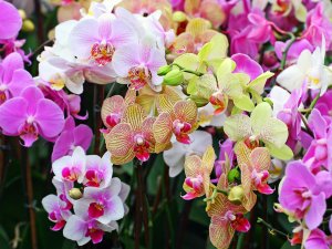 Орхидеи в доме/Где поставить орхидею Фаленопсис