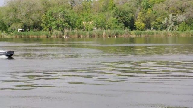 ПН TV: заплывшего в Николаев дельфина кормят рыбой смотреть онлайн