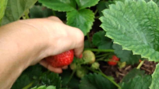 Самая КРУПНАЯ в МИРЕ КЛУБНИКА Как правильно размножать