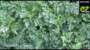 Завязываемость плодов арбуза Термез от Энза Заден.