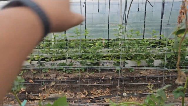 Подвязка ежевики карака. Меняем сорта ежевики в теплице. смотреть онлайн