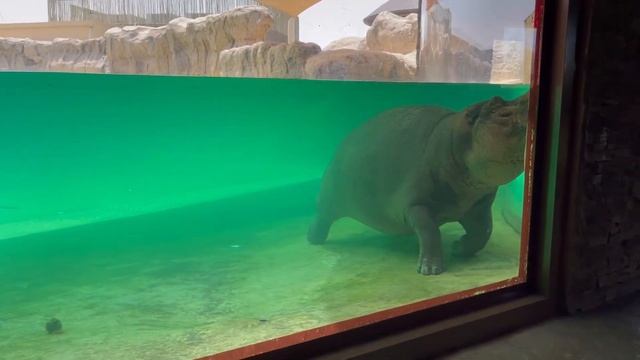 Dubai Safari Park Adventure and Detail Tour | An Hour Guide