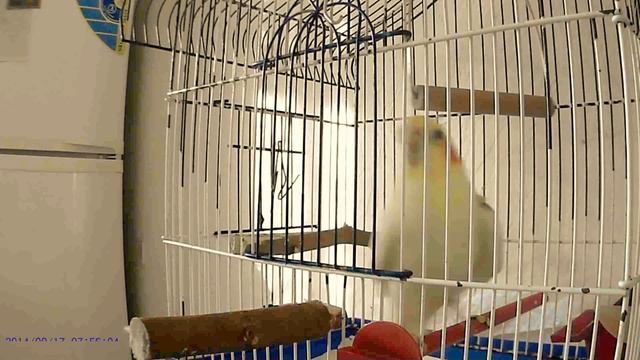 Побег из курятника. Миссия выполнима! смотреть онлайн