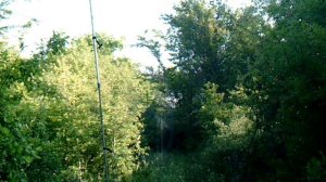 Ловля насекомоядных птиц #2