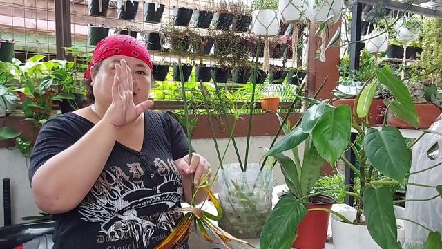 BARTER O PLANT SWAP Cyperus Alternifolius/Papyrus UMBRELLA PLANT/PALM смотреть онлайн