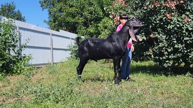 Камори козы. смотреть онлайн