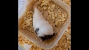 НУЖНА ЛИ ХОМЯКАМ ВОДА?