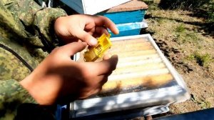 Замена старых пчеломаток,как подсадить матку? #пасека #пчела #пчеловодство