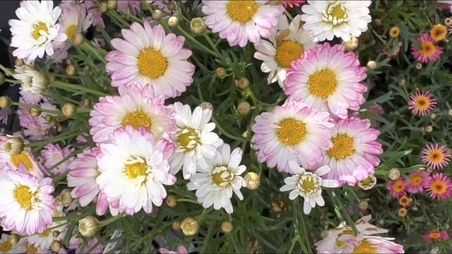 How to grow Argyranthemum - Pinay Countrylife #flowers #garden #viral #gardening #plants смотреть онлайн